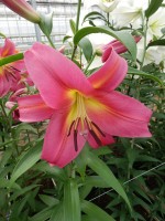 [5186 Empolo VWS No02.JPG]